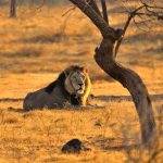 How Weekly Promotions Improve Consistency in Online Lottery Play